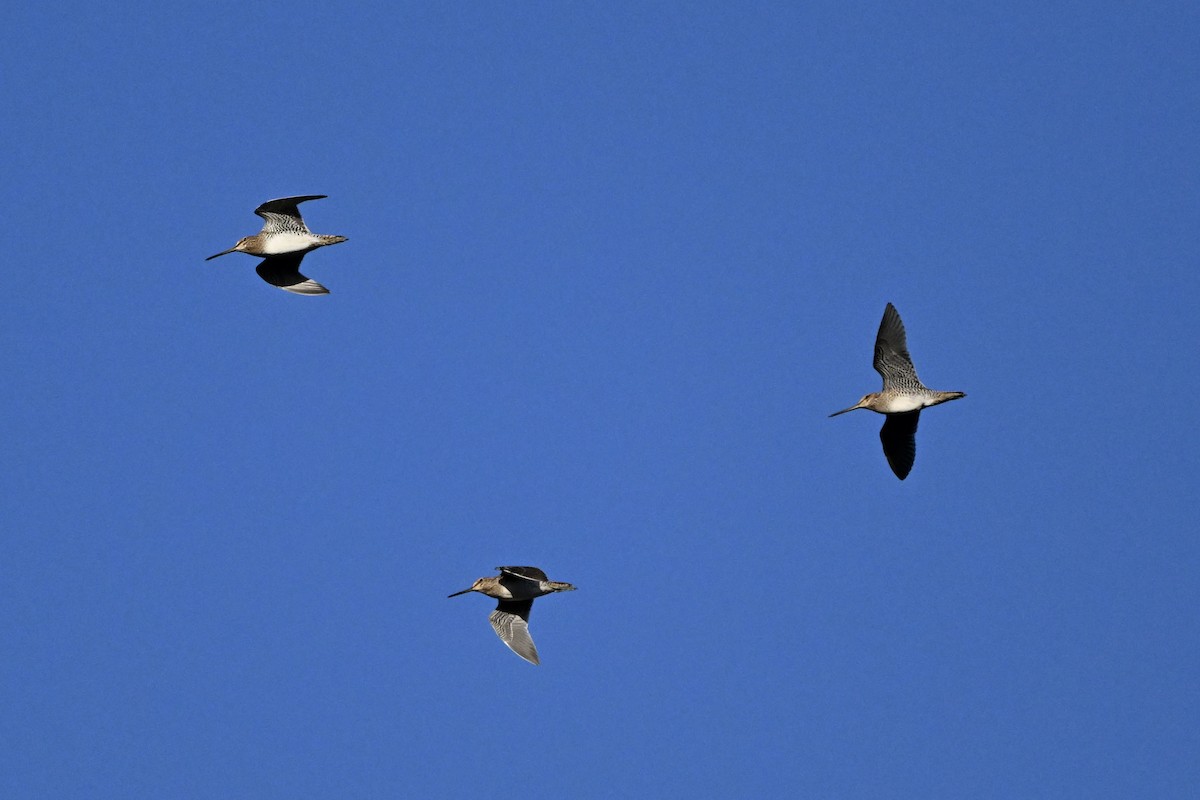 Wilson's Snipe - ML627778205