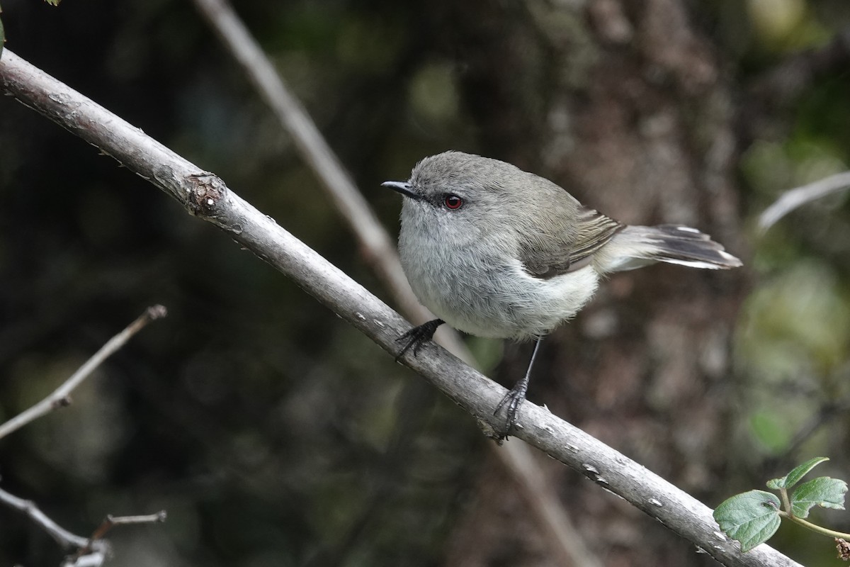 Gray Gerygone - ML627778218