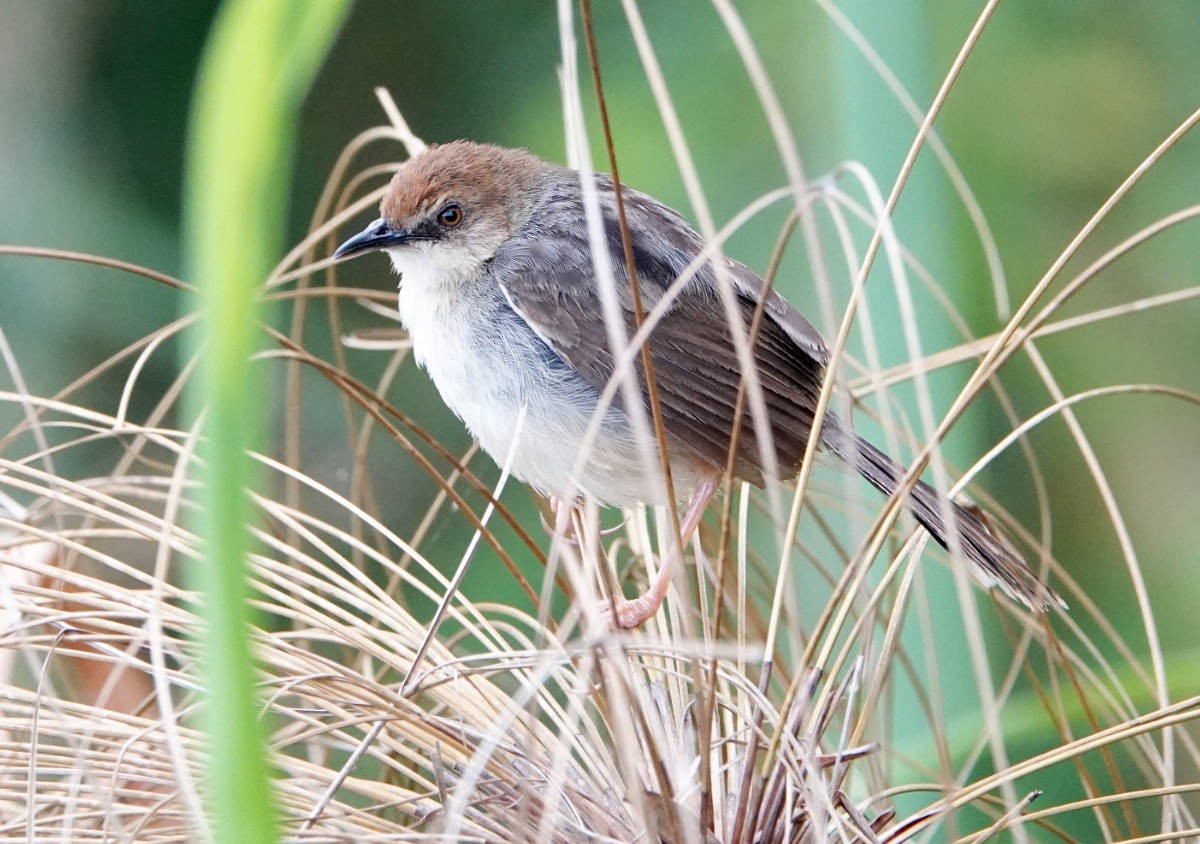 Carruthers's Cisticola - ML627778236