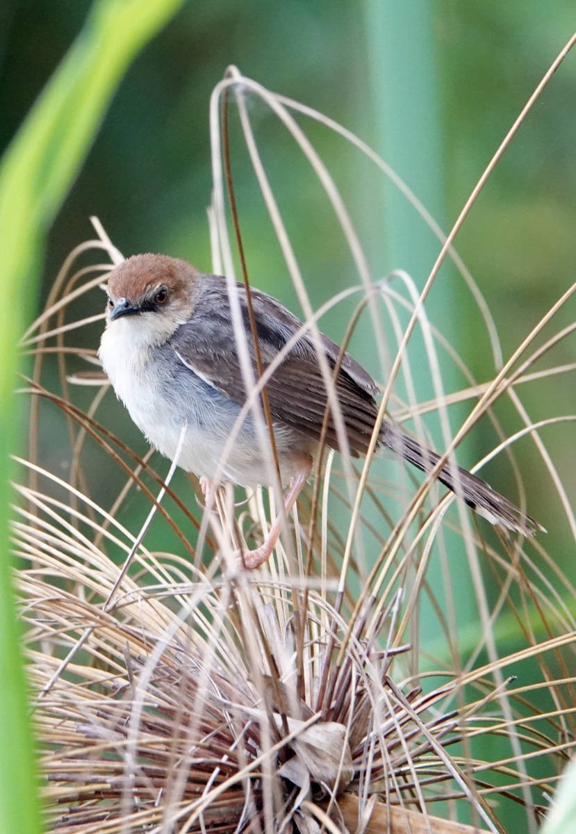 Carruthers's Cisticola - ML627778237