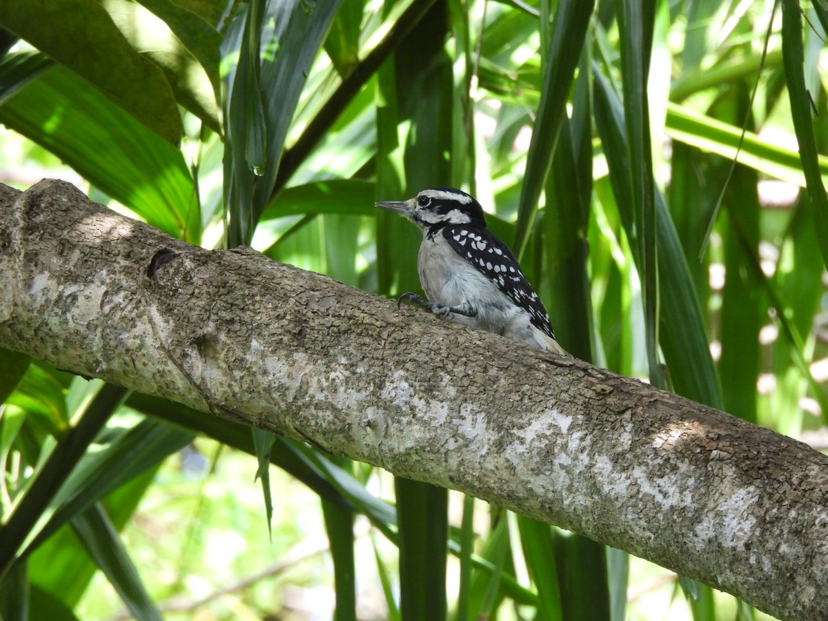 Hairy Woodpecker - ML627778240