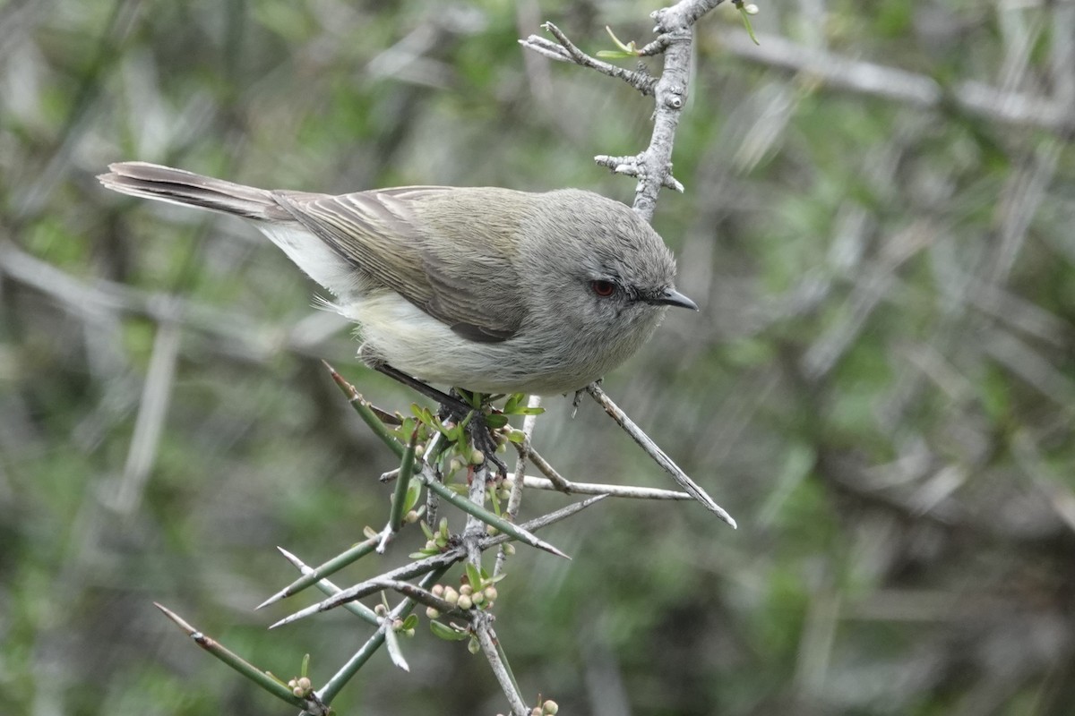 Gray Gerygone - ML627778250