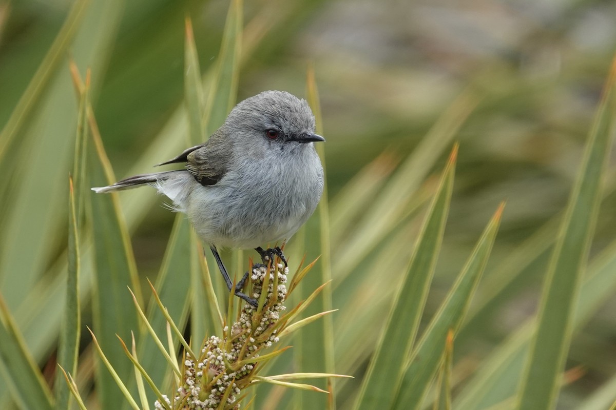 Gray Gerygone - ML627778327