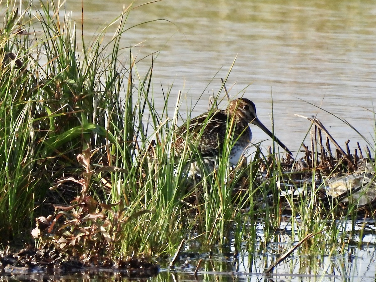 Wilson's Snipe - ML627778356