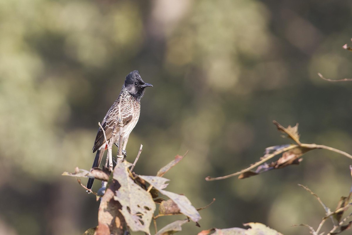 Red-vented Bulbul - ML627778488