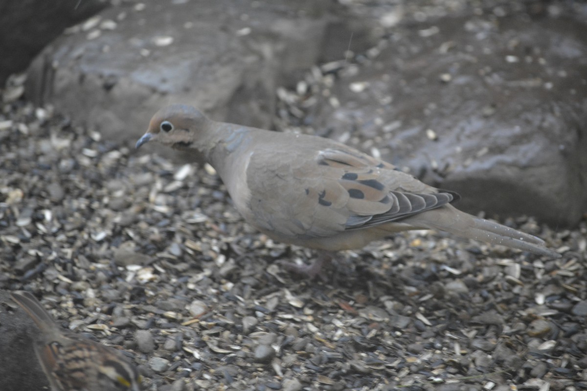 Mourning Dove - ML627778520