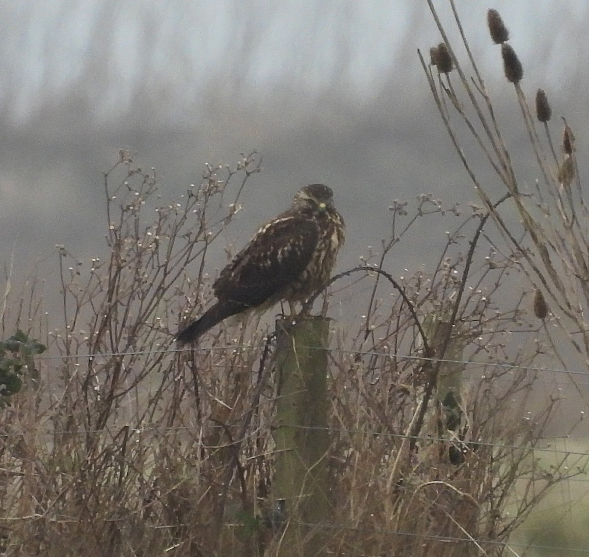 Swainson's Hawk - ML627778636