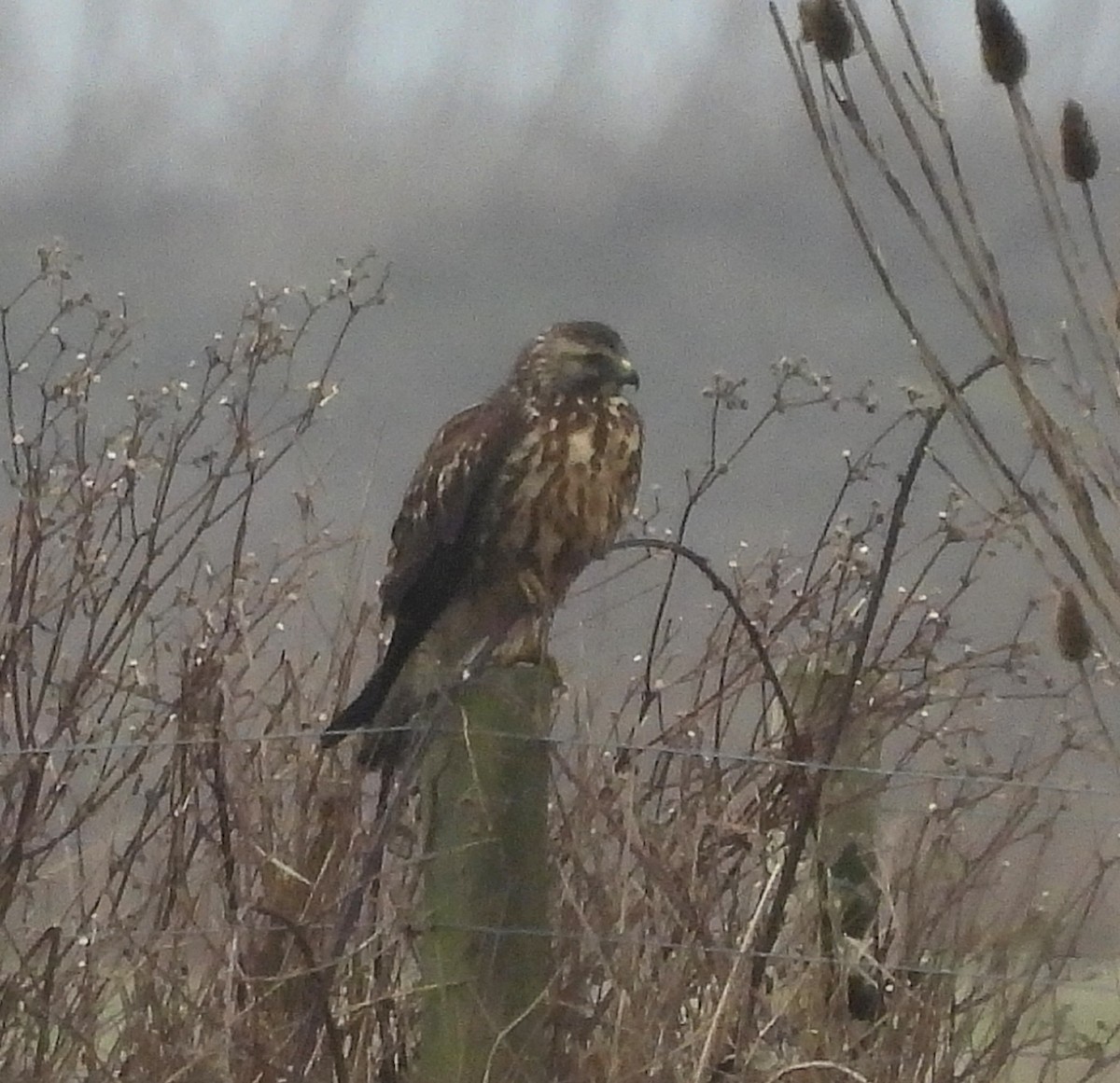 Swainson's Hawk - ML627778637