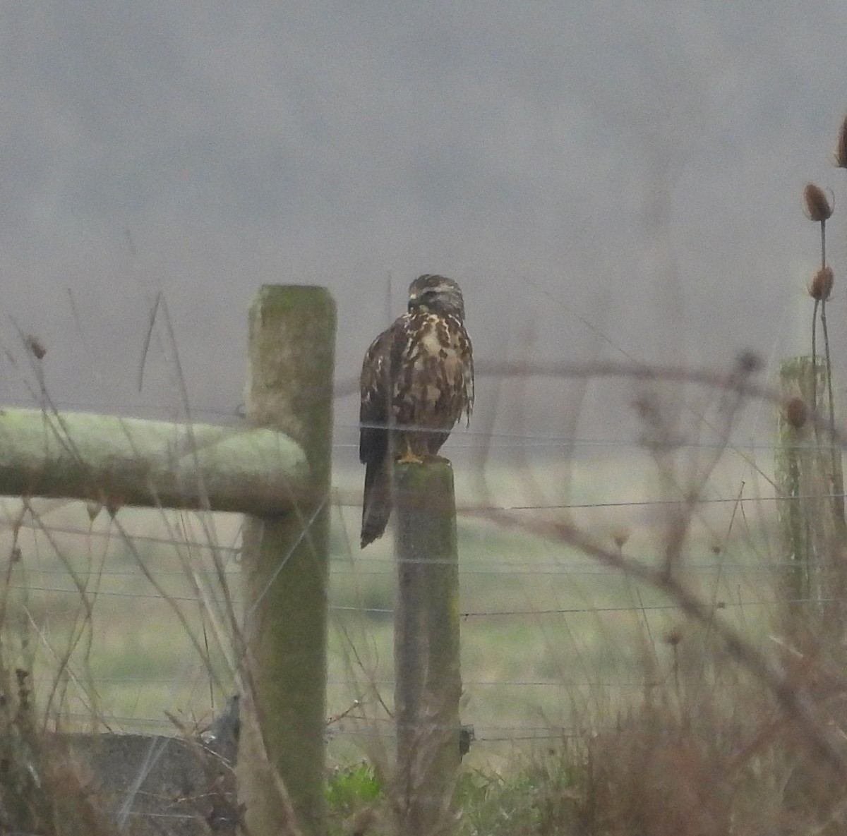 Swainson's Hawk - ML627778638