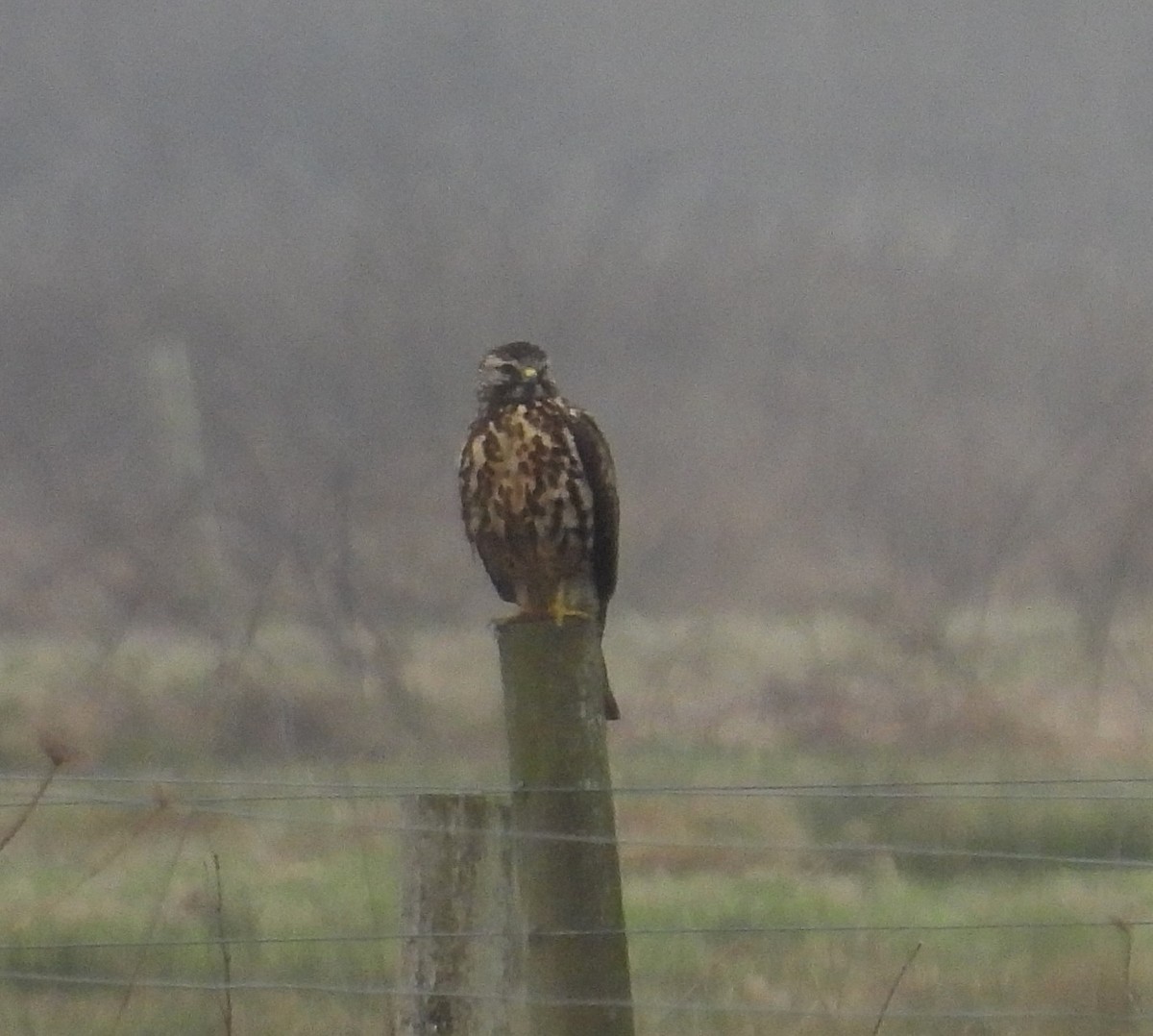 Swainson's Hawk - ML627778639