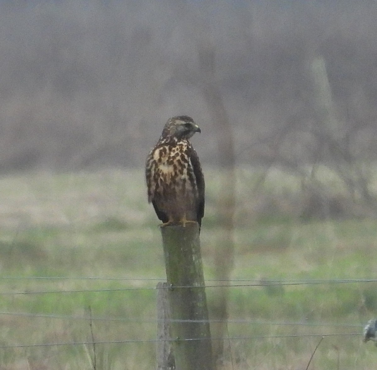 Swainson's Hawk - ML627778640