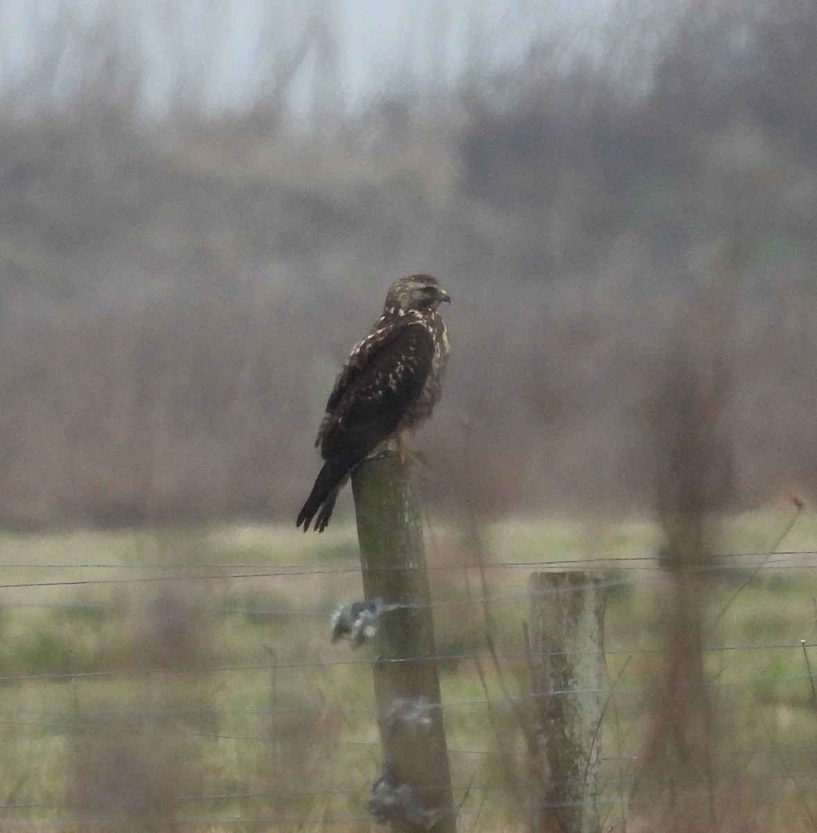 Swainson's Hawk - ML627778641