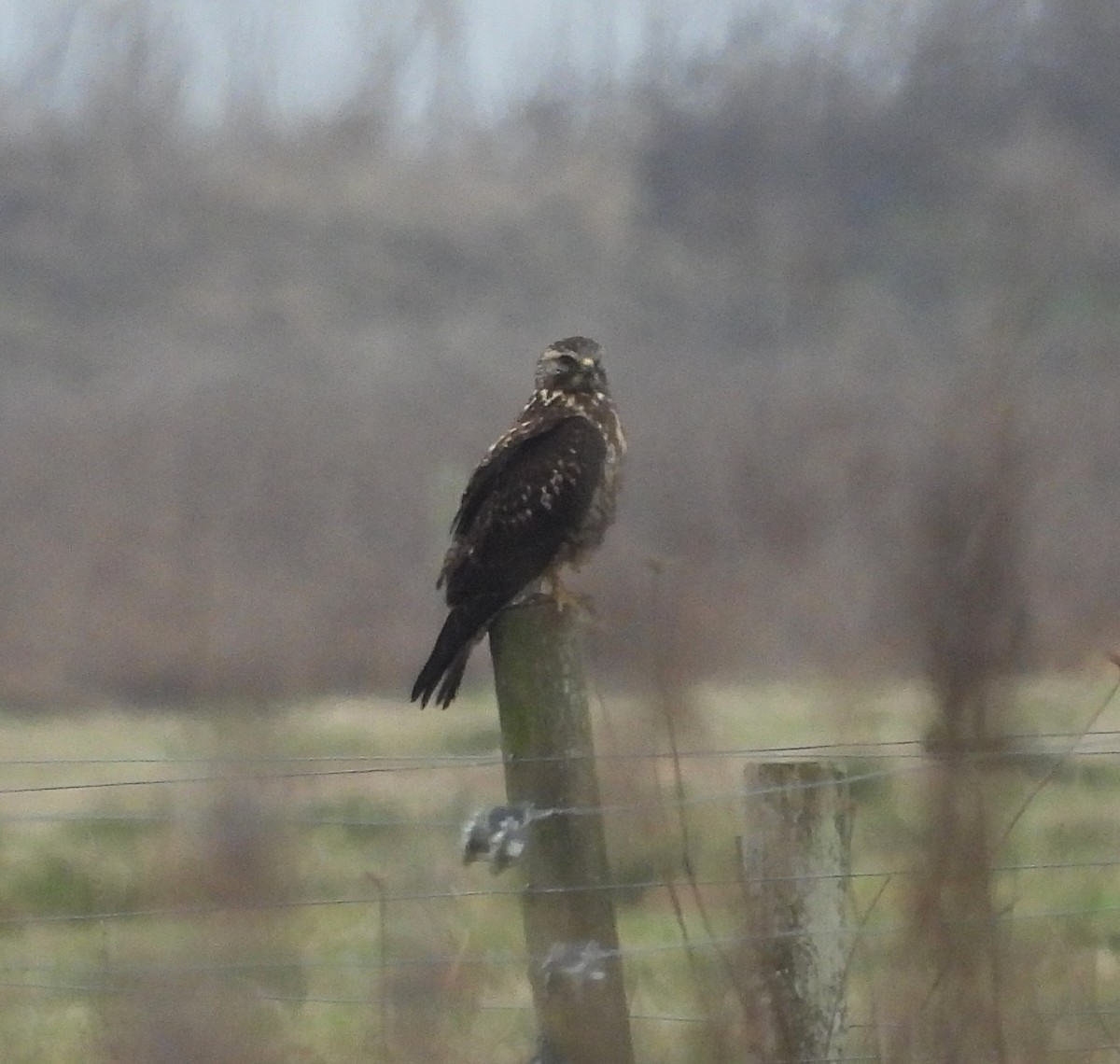 Swainson's Hawk - ML627778642