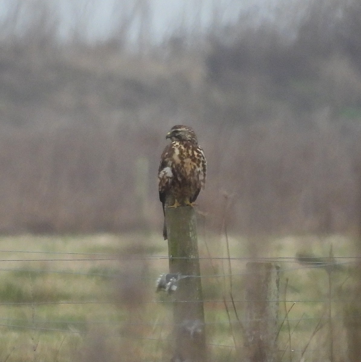 Swainson's Hawk - ML627778643