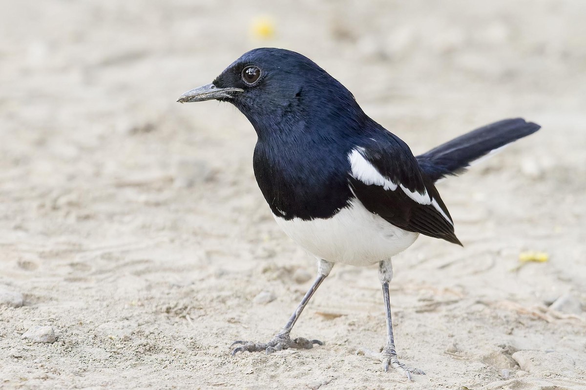 Oriental Magpie-Robin - ML627778648