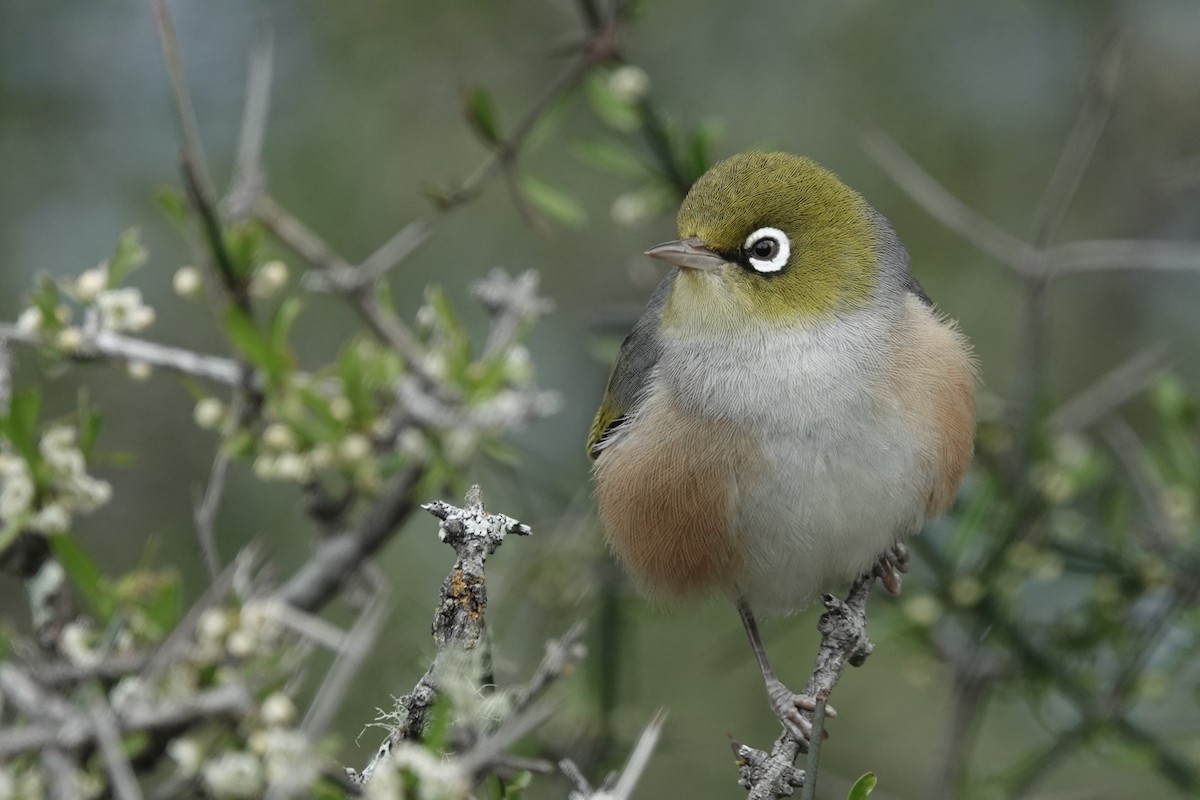 Silvereye - ML627778672