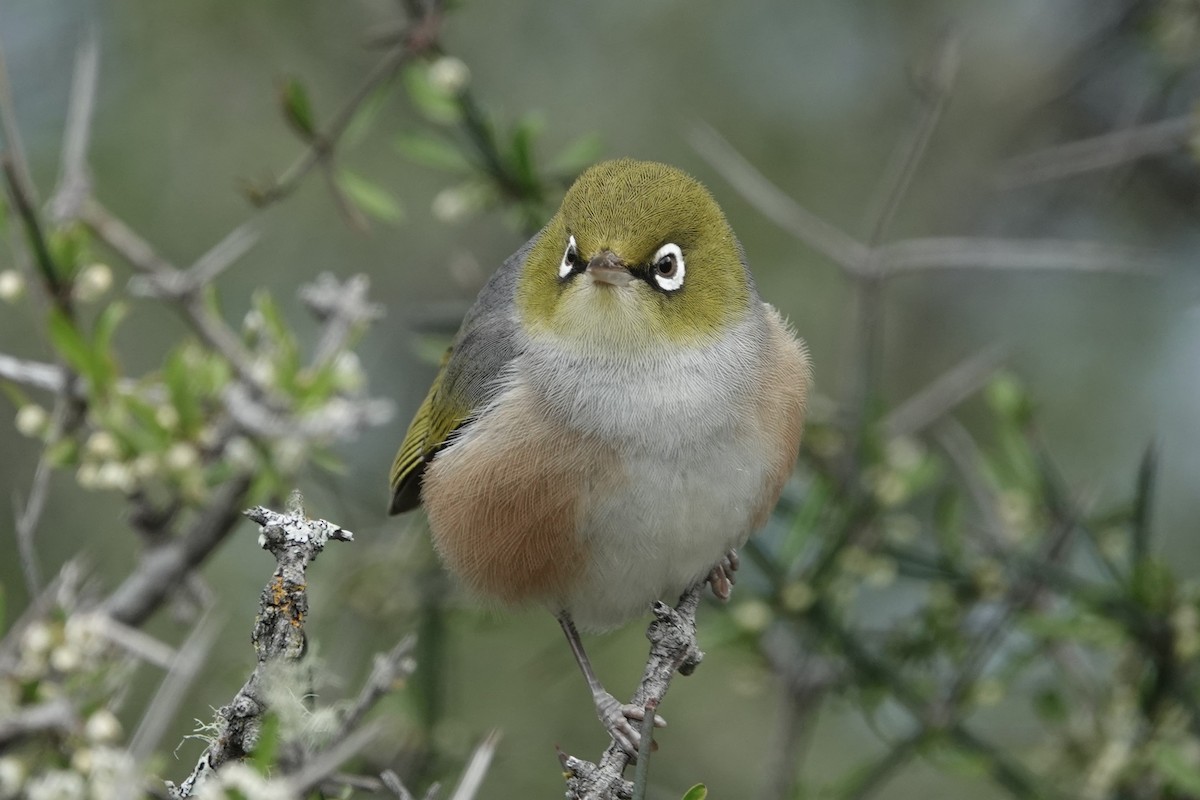 Silvereye - ML627778679