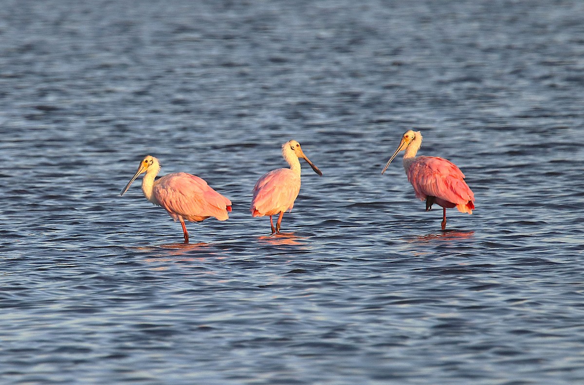 Roseate Spoonbill - ML627778712