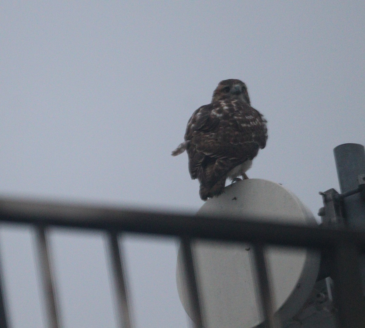 Red-tailed Hawk - ML627778713