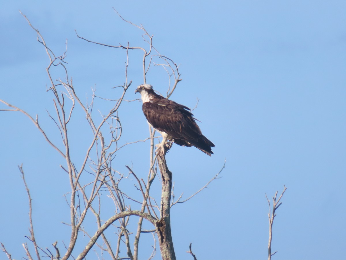 Osprey - ML627778732