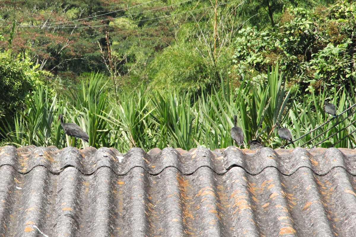 Bare-faced Ibis - ML627778736