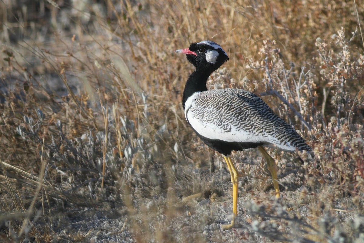 White-quilled Bustard - ML627778761