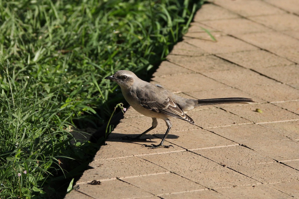 Tropical Mockingbird - ML627778767