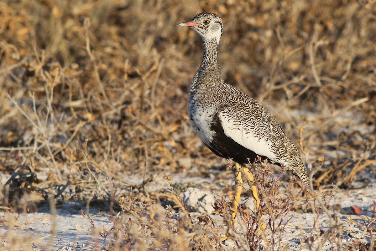 White-quilled Bustard - ML627778768