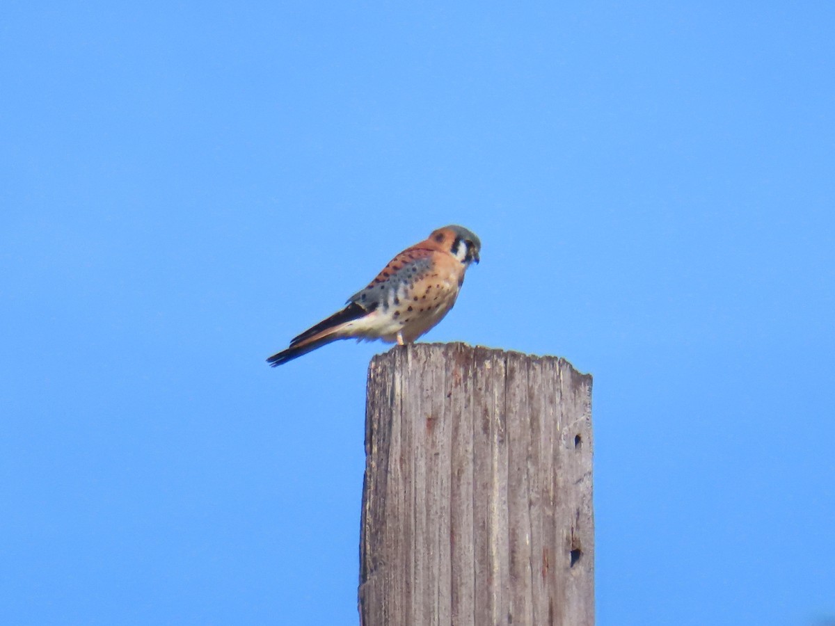 American Kestrel - ML627778776