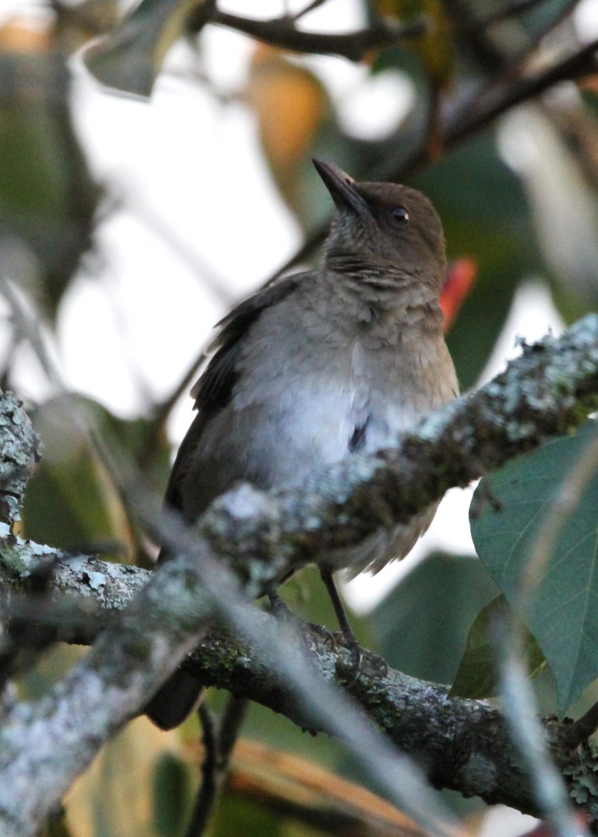 Black-billed Thrush - ML627778797