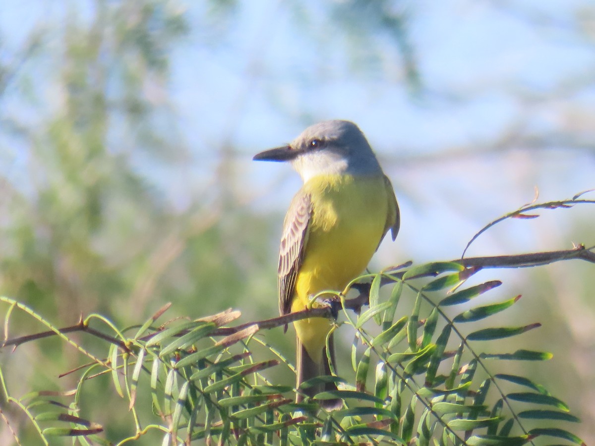Tropical Kingbird - ML627778817