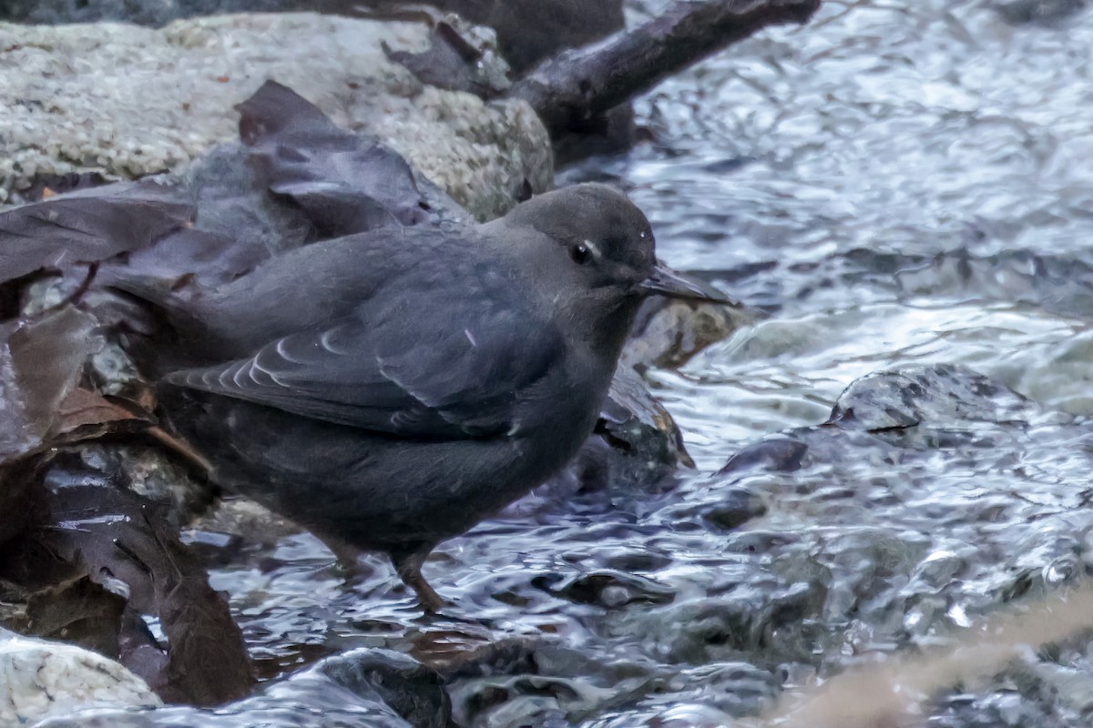 American Dipper - ML627778830