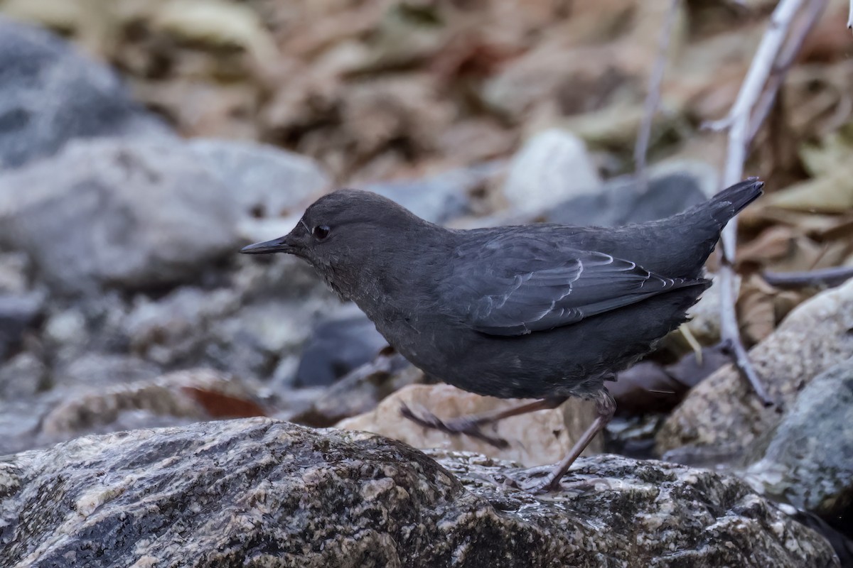 American Dipper - ML627778833