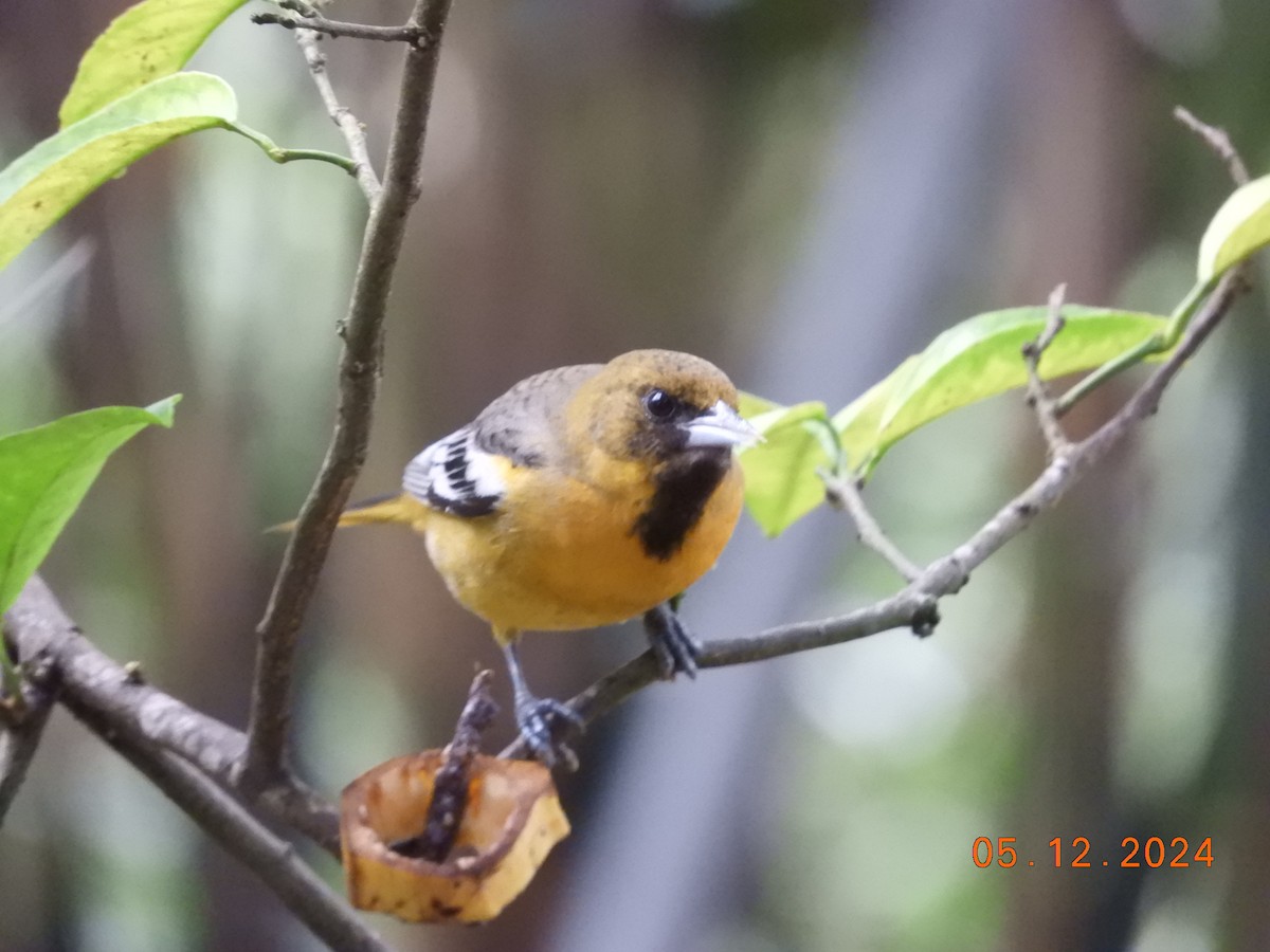 Orchard Oriole - ML627778872