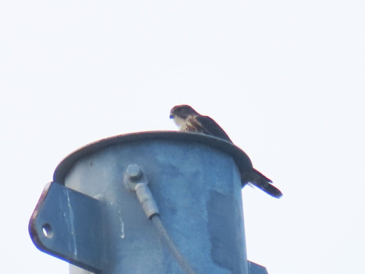 Merlin - ML627778894