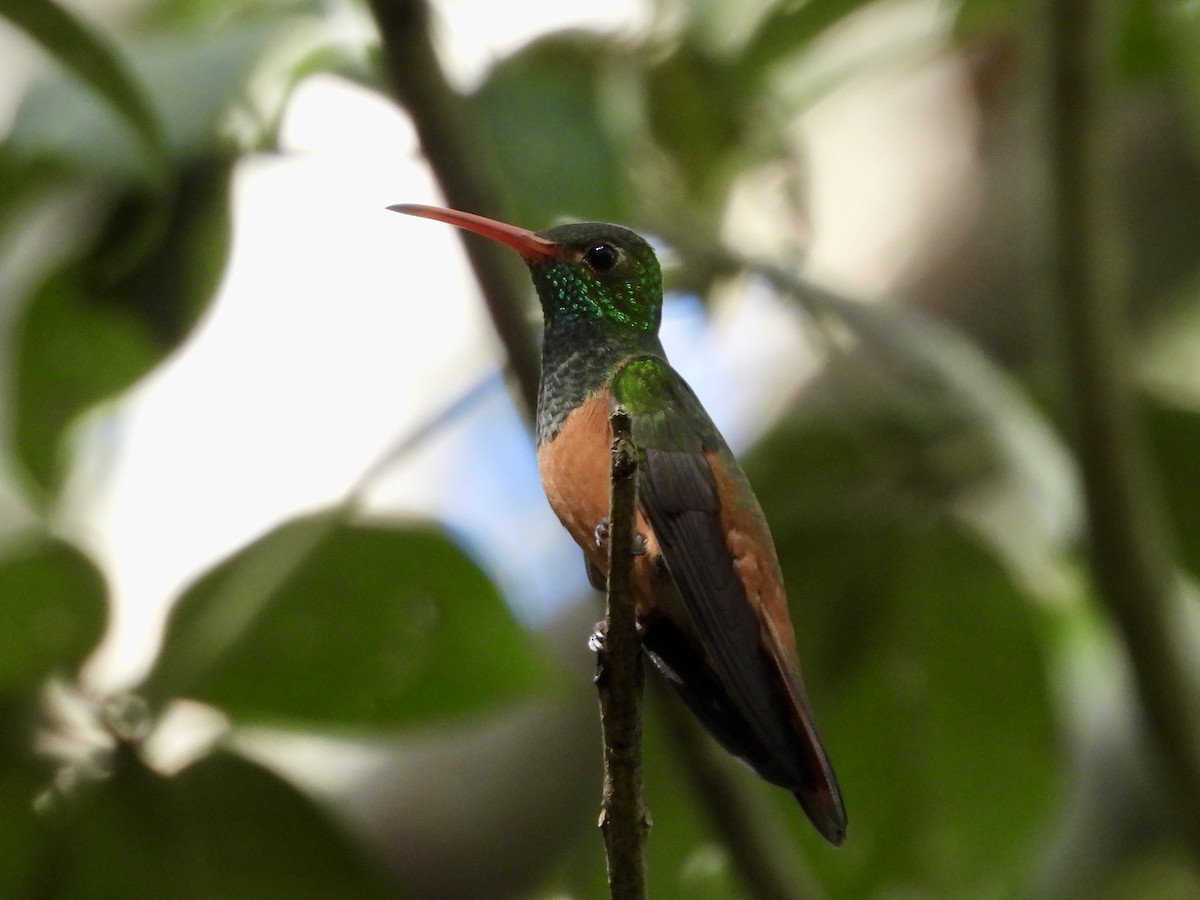 Buff-bellied Hummingbird - ML627778930