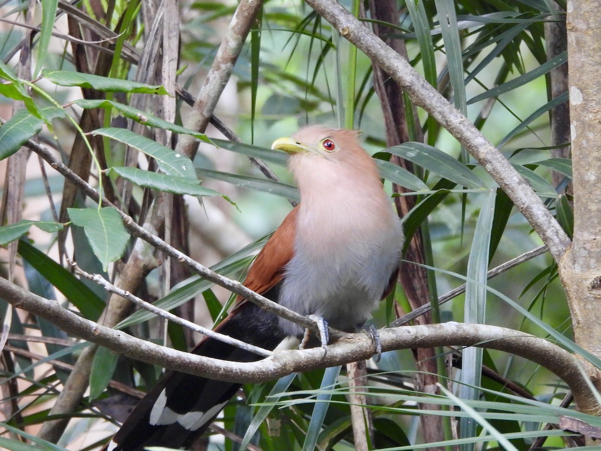 Squirrel Cuckoo - ML627778945