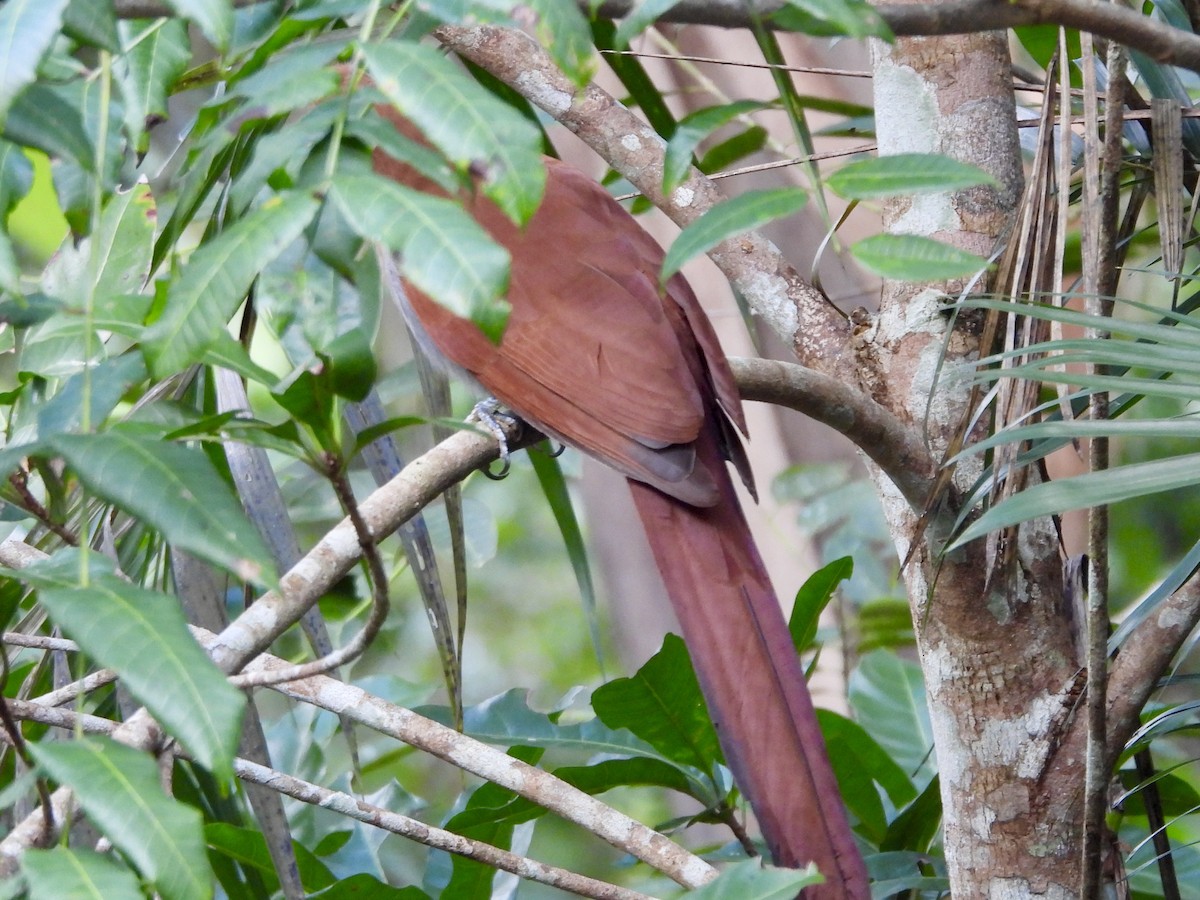 Squirrel Cuckoo - ML627778946