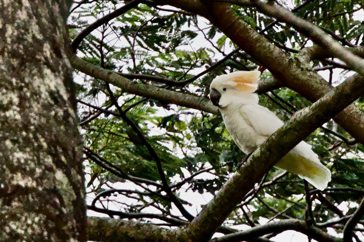 Salmon-crested Cockatoo - ML627778955