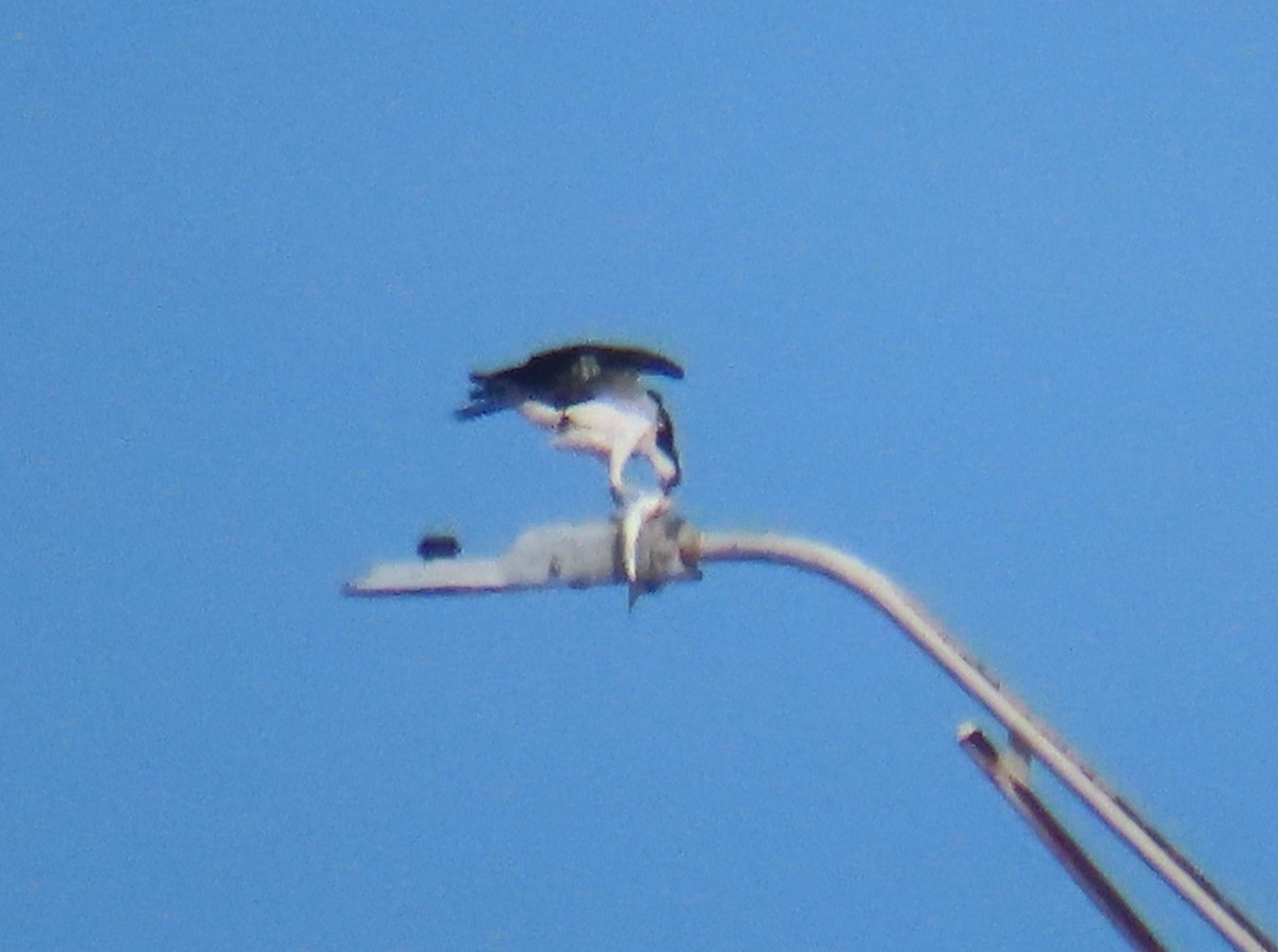 Osprey - ML627778962