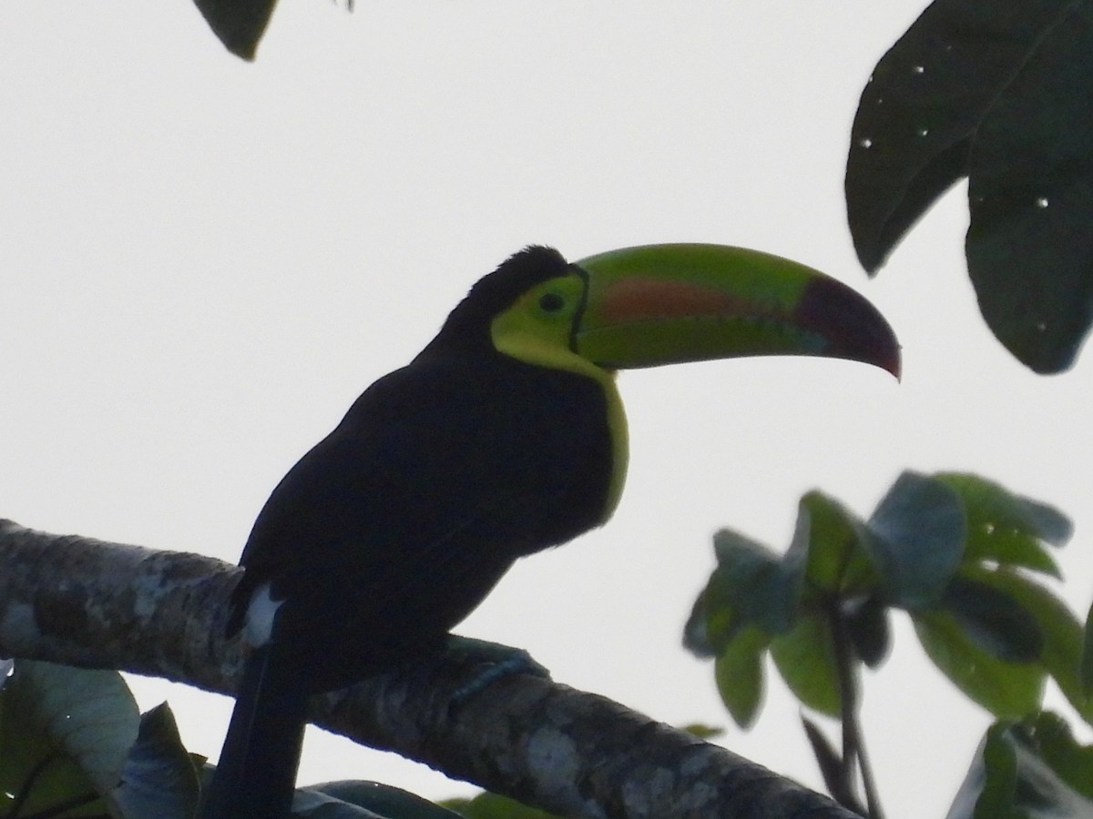 Keel-billed Toucan - ML627779004