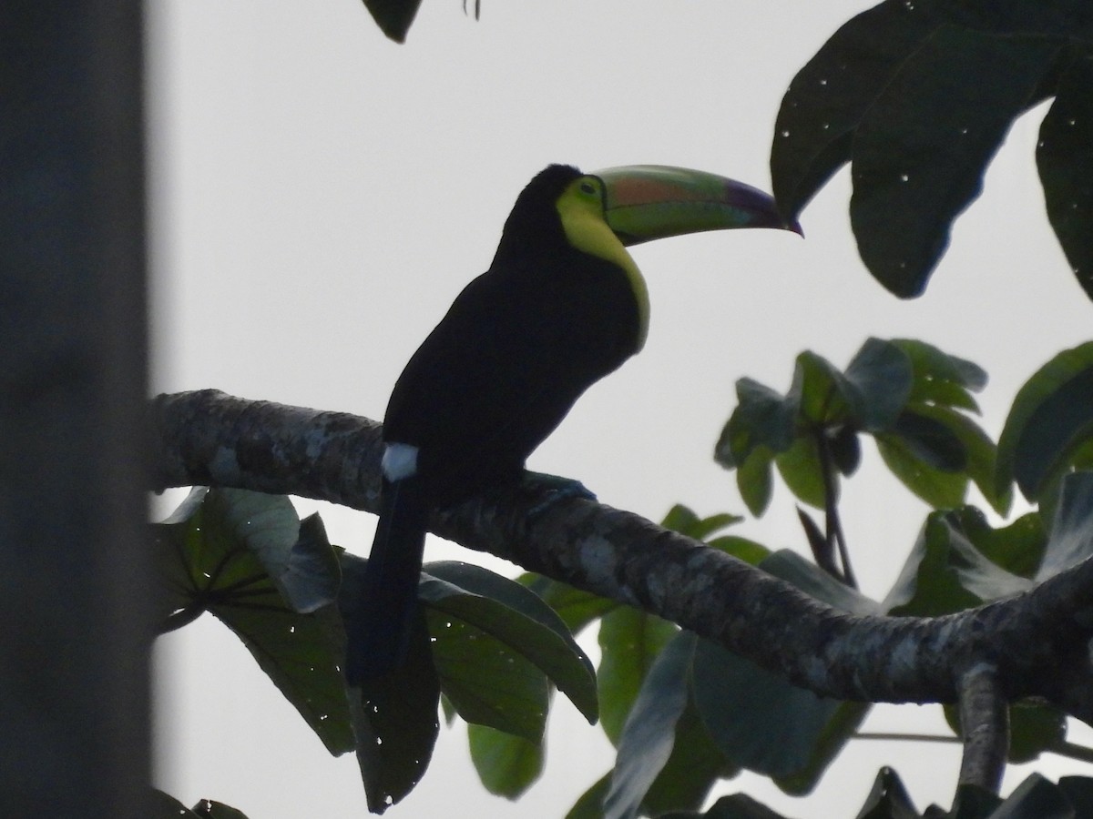 Keel-billed Toucan - ML627779005