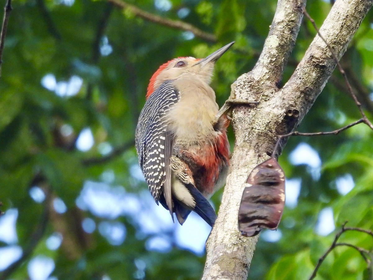 Golden-fronted Woodpecker - ML627779046