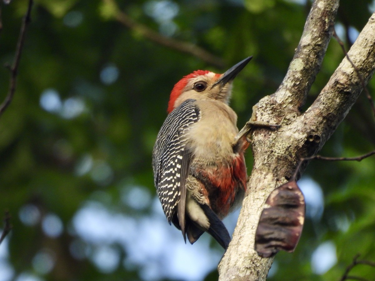 Golden-fronted Woodpecker - ML627779047