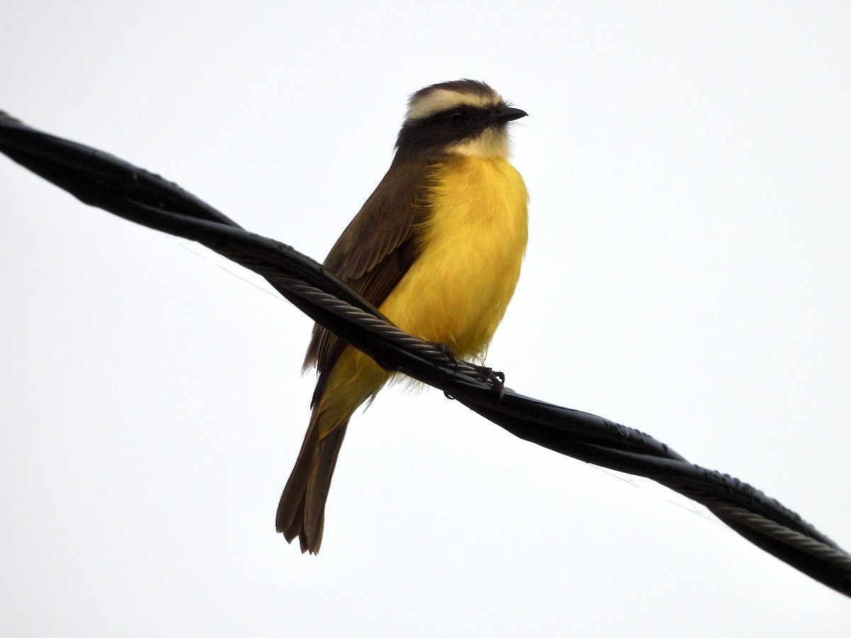 Social Flycatcher - ML627779109