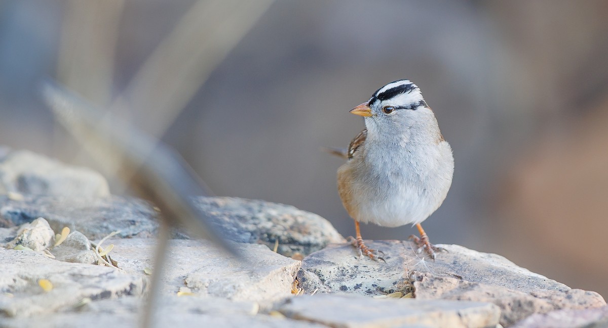 White-crowned Sparrow (Gambel's) - ML627779173