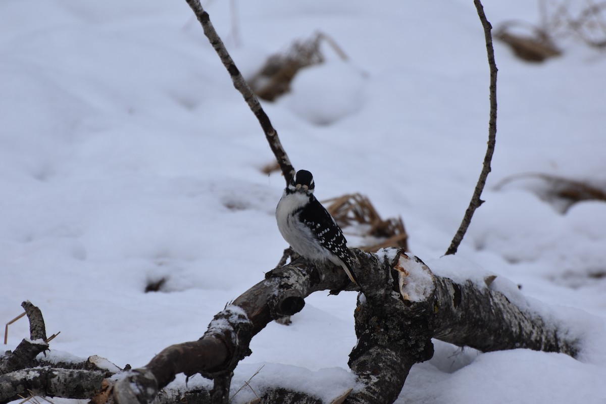 Hairy Woodpecker - ML627779186