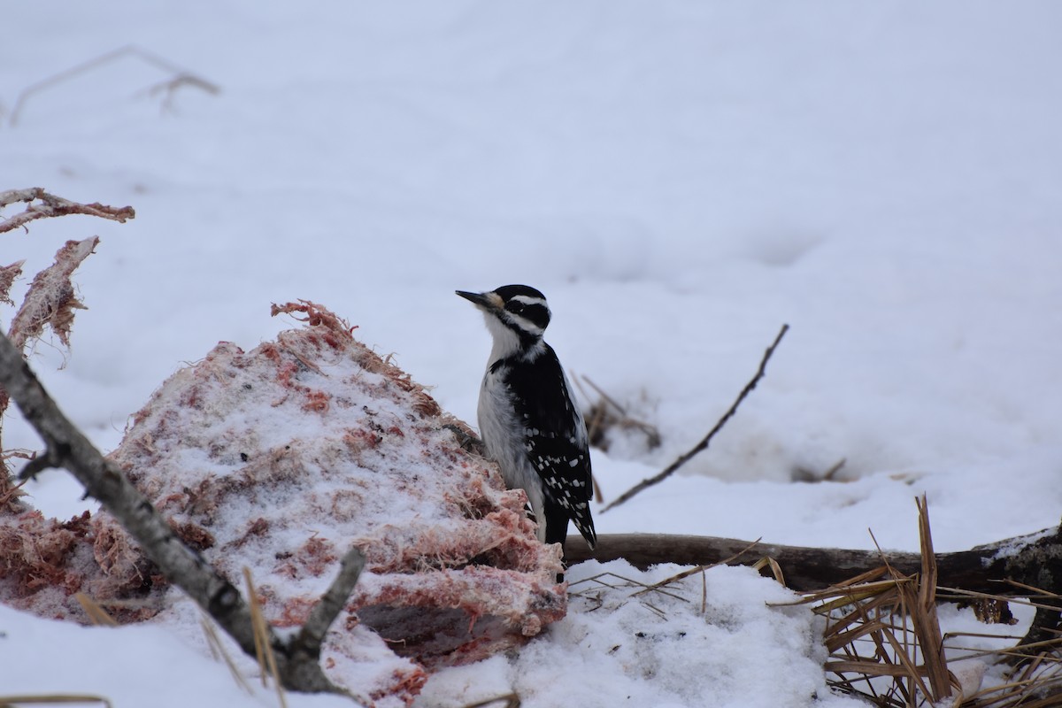 Hairy Woodpecker - ML627779201