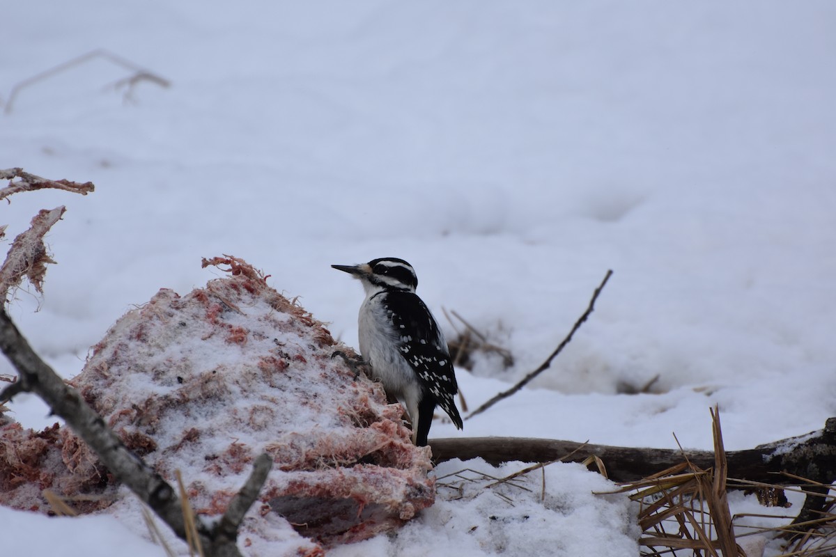 Hairy Woodpecker - ML627779202