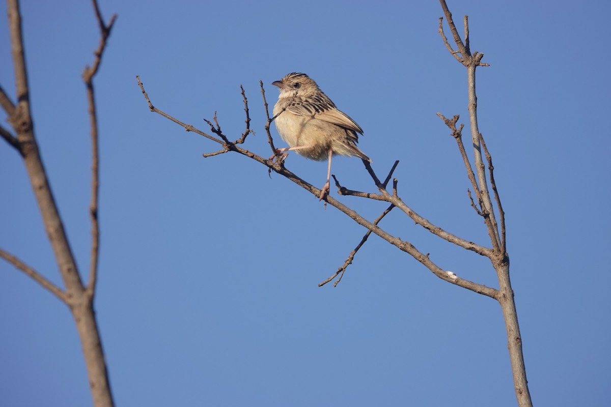 Pectoral-patch Cisticola - ML627779203